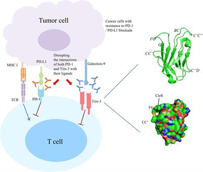 Targeting Tim-3 in Cancer With Resistance to PD-1/PD-L1 Blockade